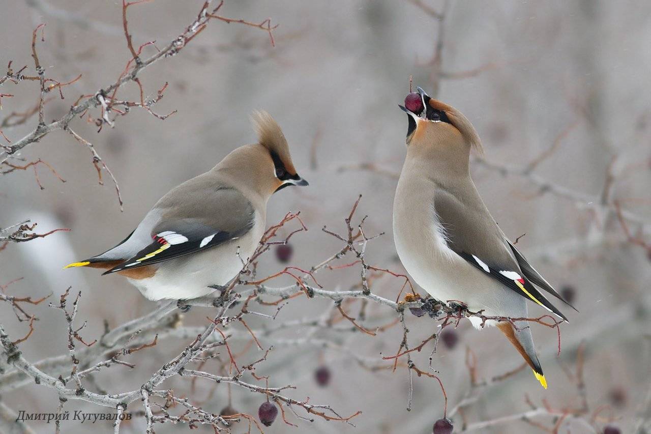, Дмитрий Кугувалов