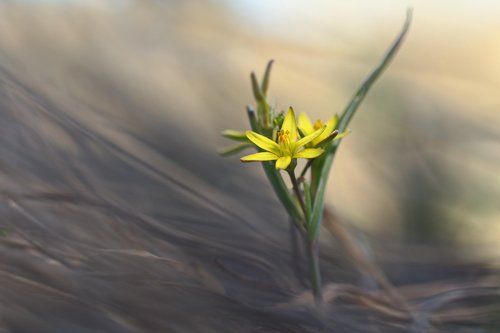 Весенние зарисовки