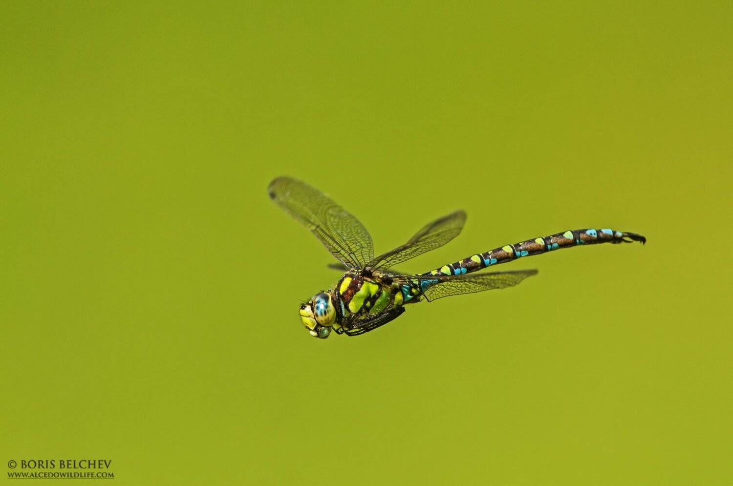 , Борис Белчев