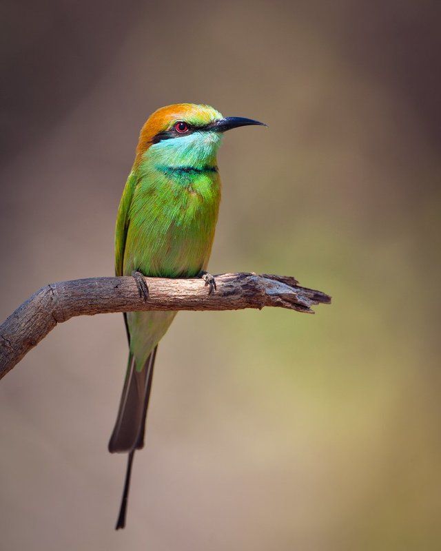 Синехвостая щурка (лат. Merops philippinus) фото превью