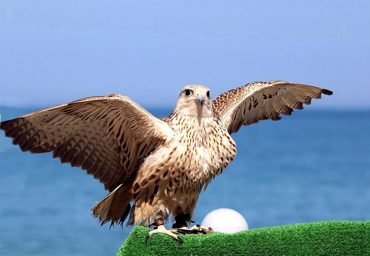 Птицы сокол море, Шруб (Беляева) Татьяна