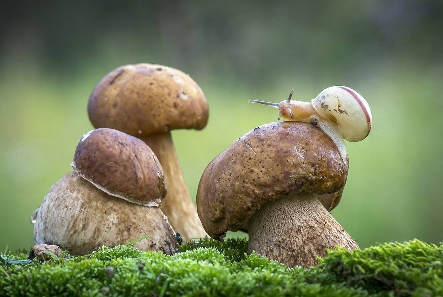 , Анатольевич