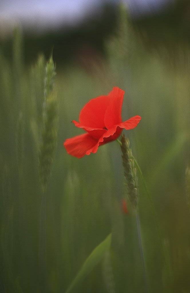 Zwet,estestvenny,Zeleny,CADR,Krasota,Leto,Priroda,rastenie,sadovodstvo,fan,horoshenikii,tsvetenie,Tsvetnye,Lepestki,Mnogoletnee,sweet,flora,Botanica,button,Kolokolchik,krasivye,sutonny,; цветку,\Флора,Красный;, Виктор