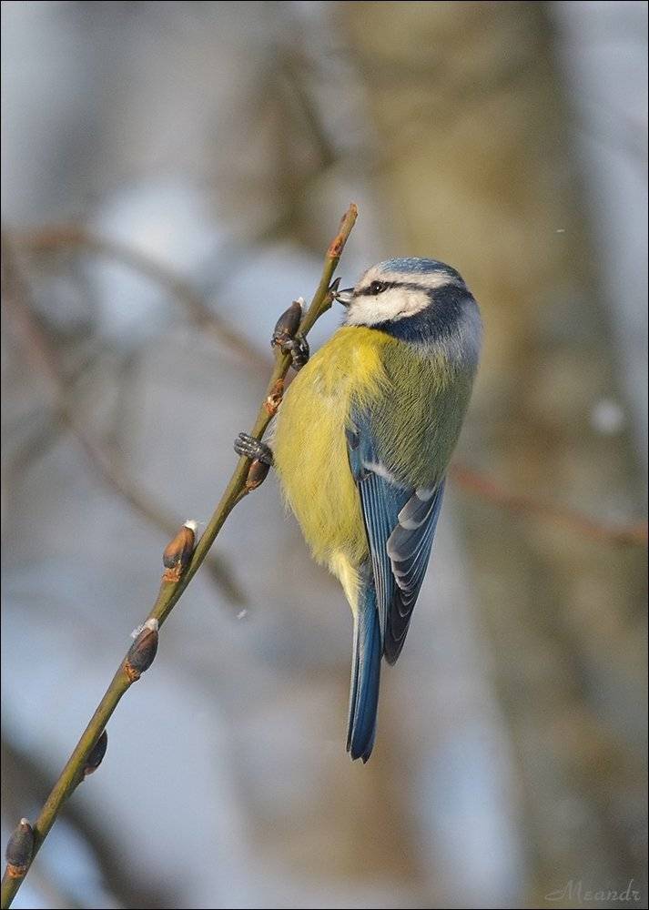 лазоревка, Андрей Медведев