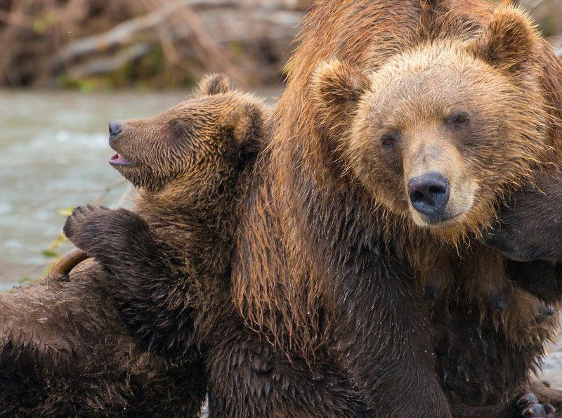 камчатка, курильское озеро, медведи Мишки и Мишутки. фото превью