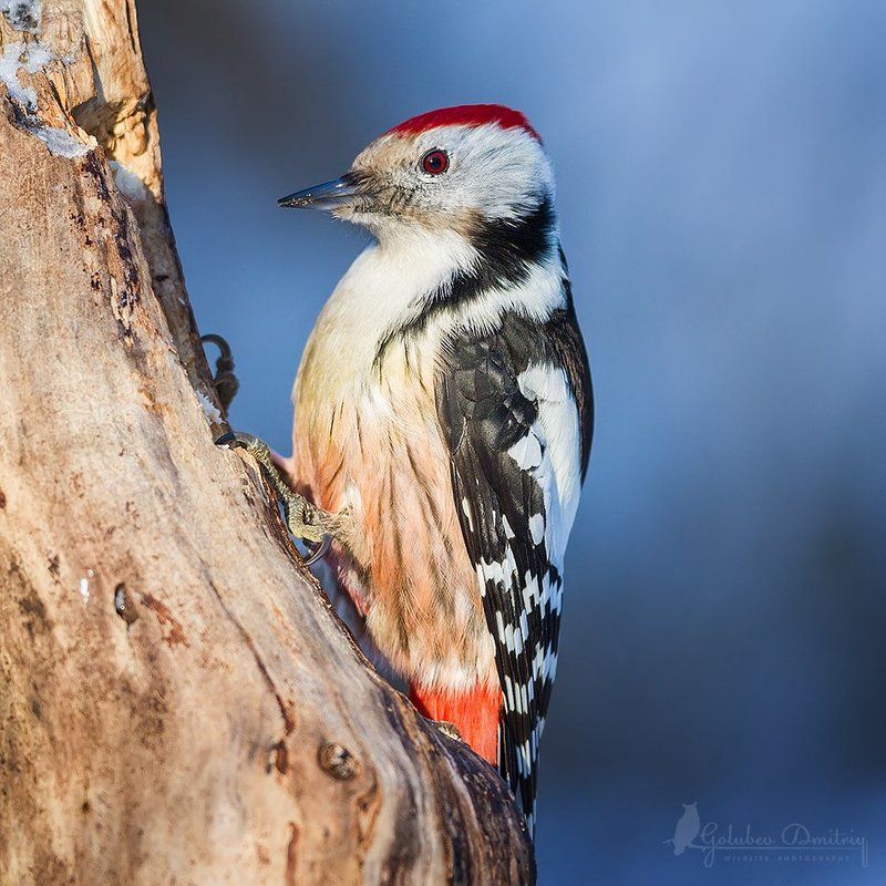средний пестрый дятел, дятел, птицы, дикая природа, middle spotted woodpecker, woodpecker, wildlife, bird Средний пестрый дятел фото превью