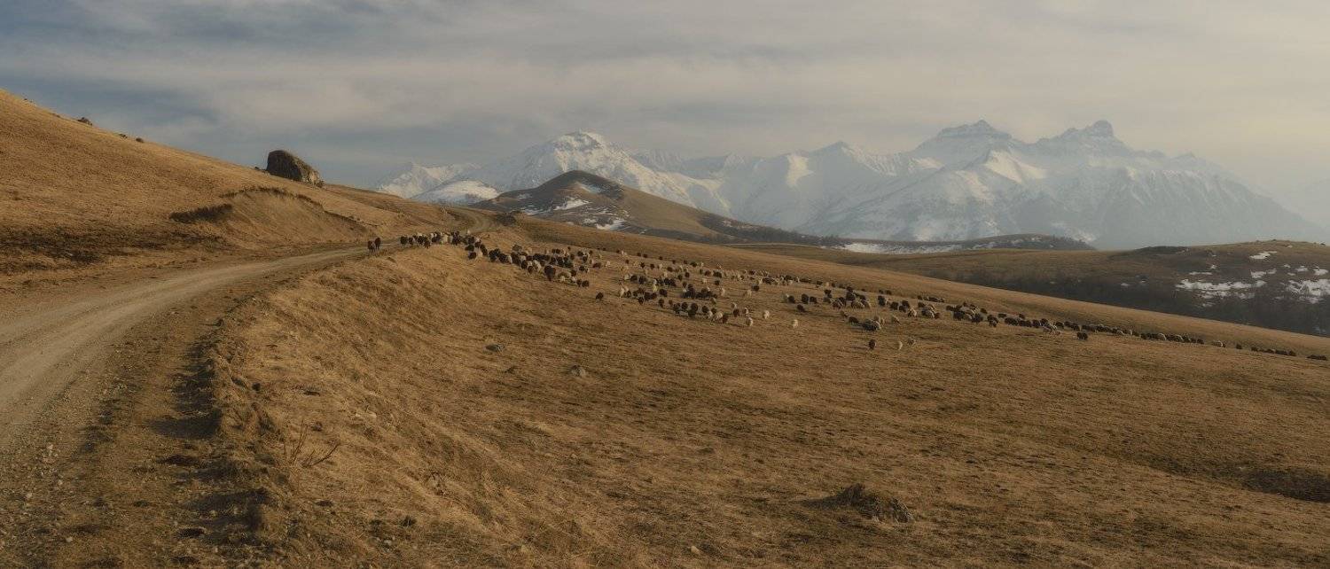 былымский перевал, кабардино-балкария,балкария, кавказ, перевалы, горная дорога, горы, весна, отара овец, овцы, актапрак, северный кавказ, чегемское ущелье, баксанское ущелье, Николай Сапронов