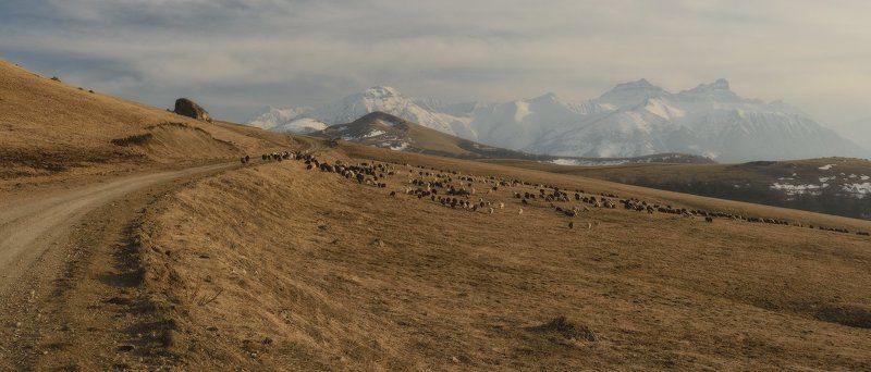 былымский перевал, кабардино-балкария,балкария, кавказ, перевалы, горная дорога, горы, весна, отара овец, овцы, актапрак, северный кавказ, чегемское ущелье, баксанское ущелье Актапрак - дорога к Чегемскому ущелью фото превью