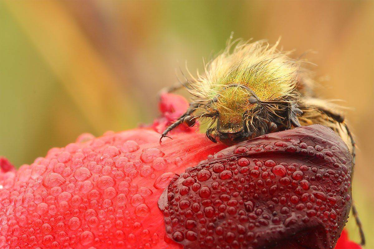 Хрущ-лисичка, Роман Рысь