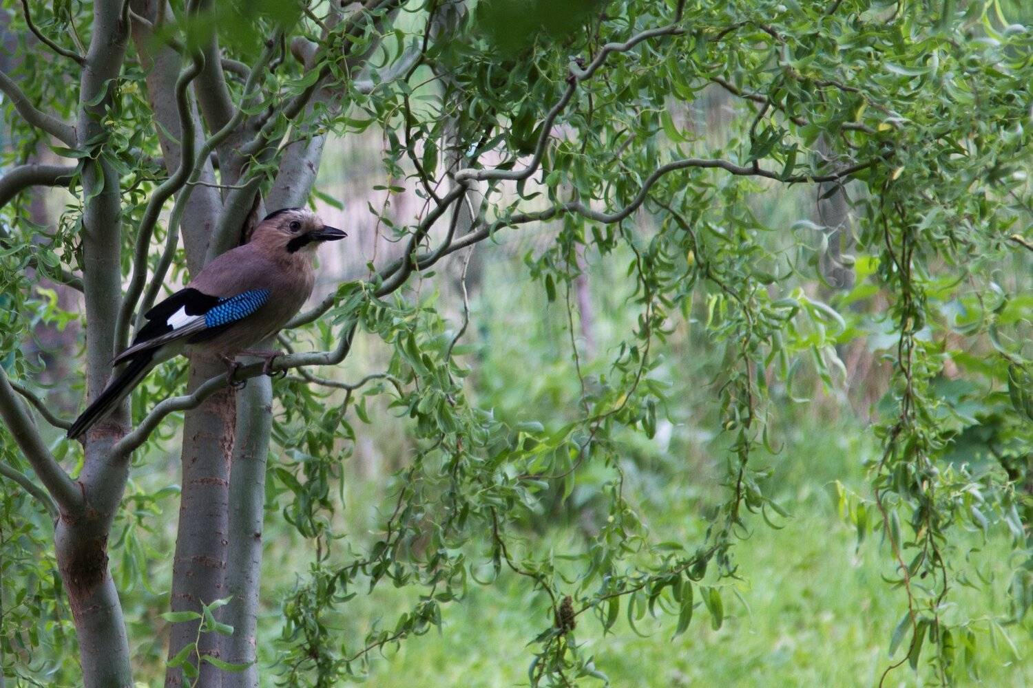 , Алексей Рыльский