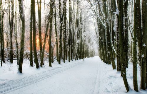 зимние аллеи