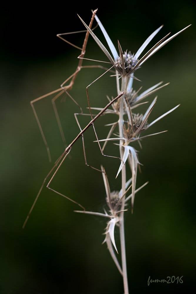 , Игорь ФУММ