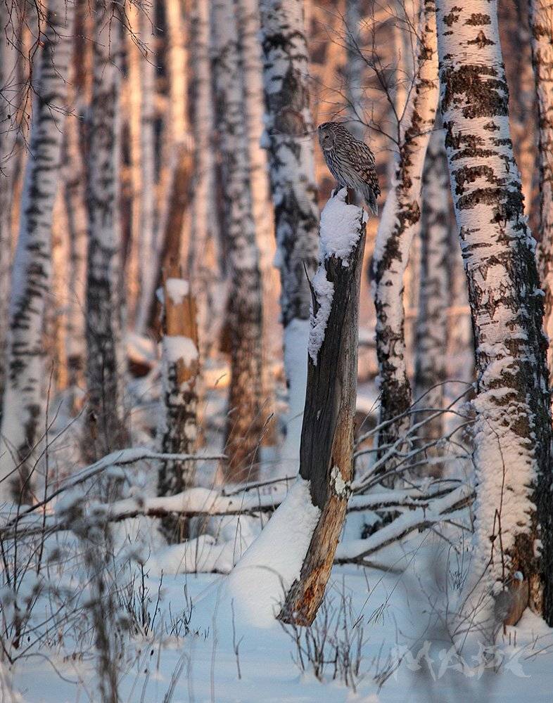 , Шангареев Марс