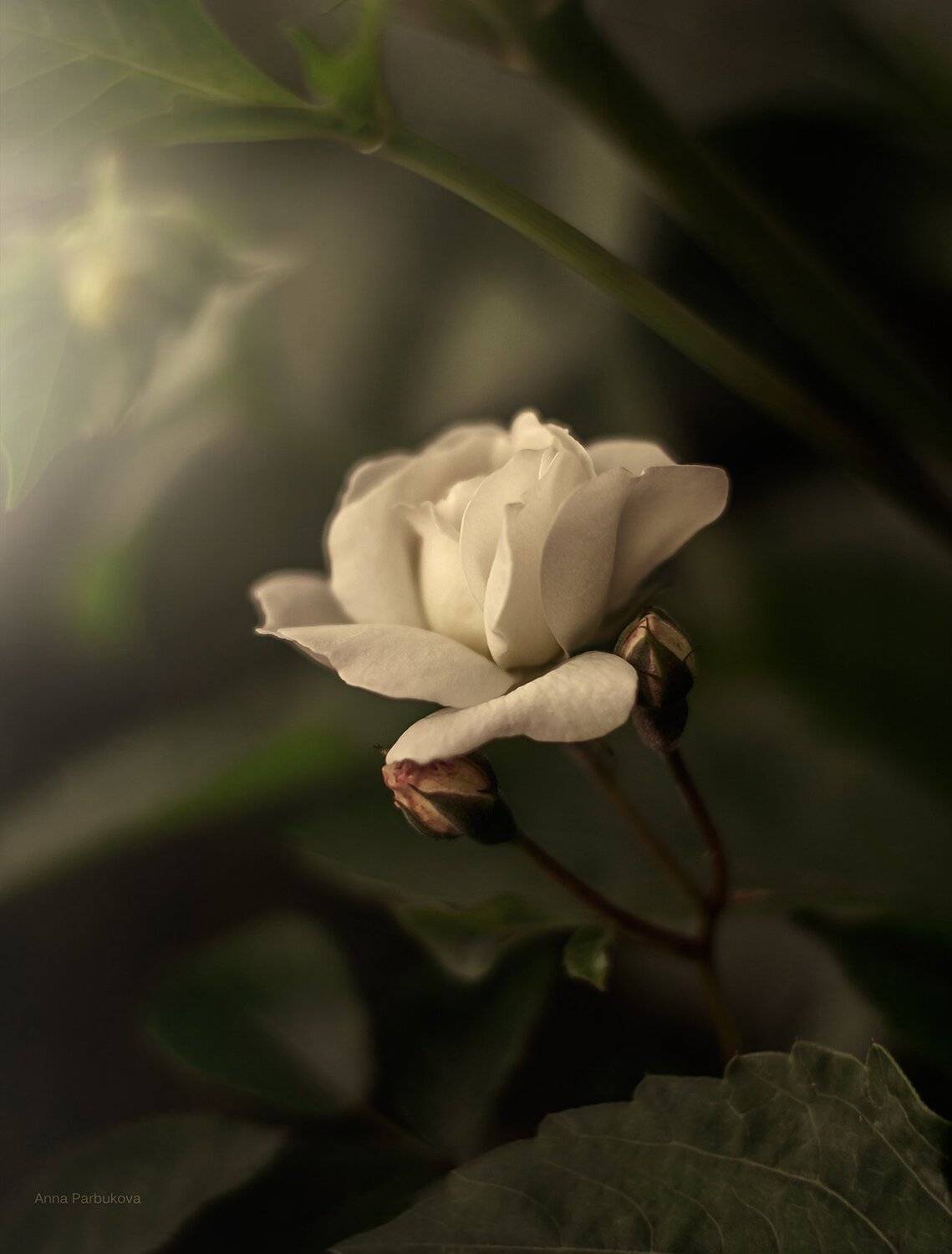 , Парбукова Анна