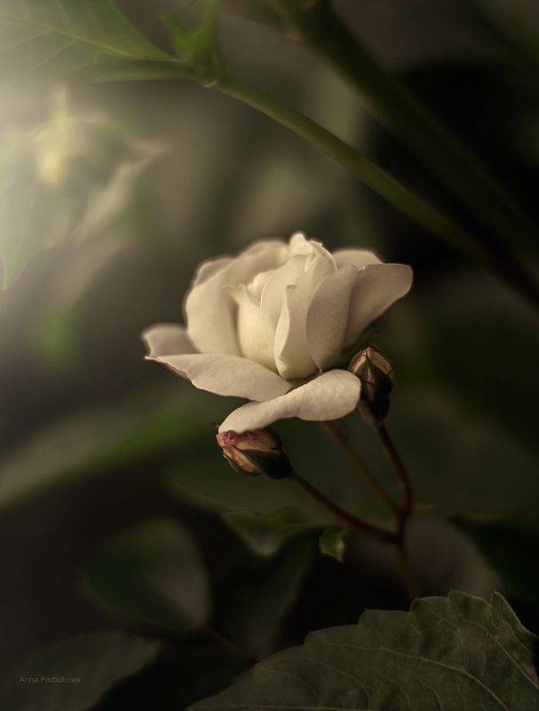 * фото превью
