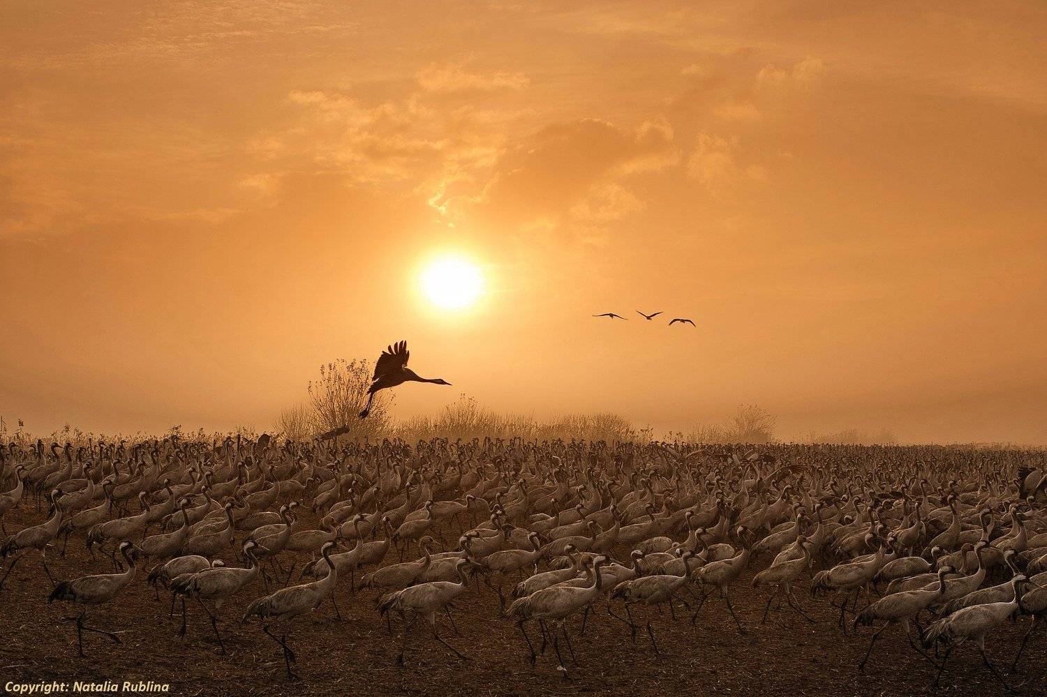 животные, журавли, природа, птицы, рассвет, свет, солнце, утро, Наталья Рублина