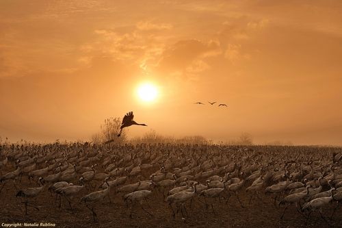 Журавушки на рассвете...
