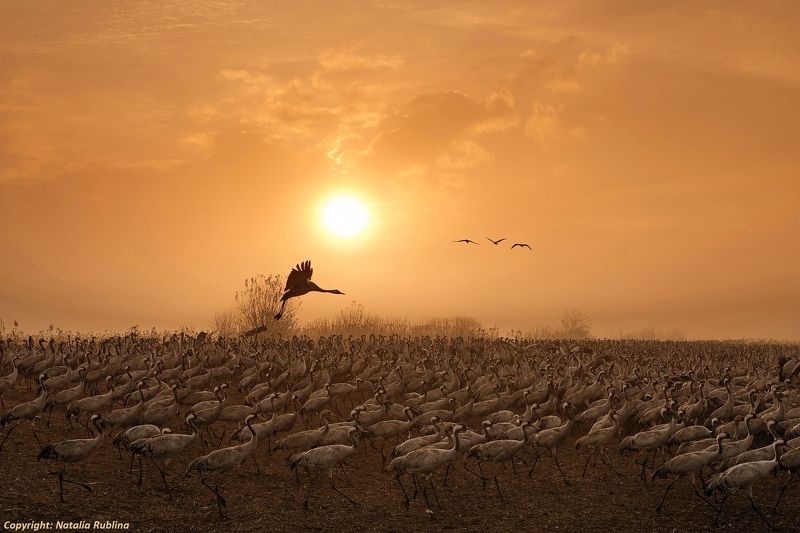 животные, журавли, природа, птицы, рассвет, свет, солнце, утро Журавушки на рассвете... фото превью