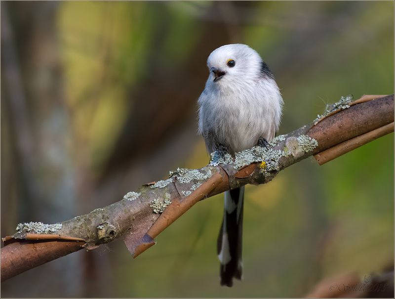 ’O sole mio фото превью