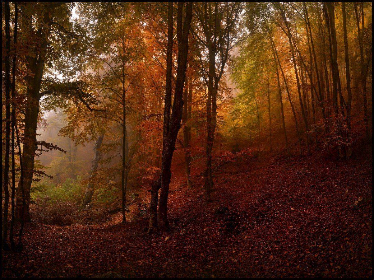 , Владимир Метцгер