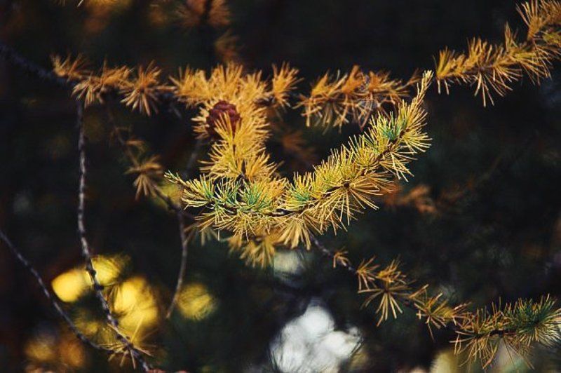 осень, лиственница, закат  Краски осени фото превью