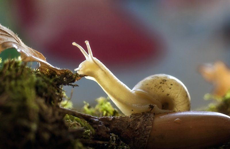 Улиточный рай фото превью