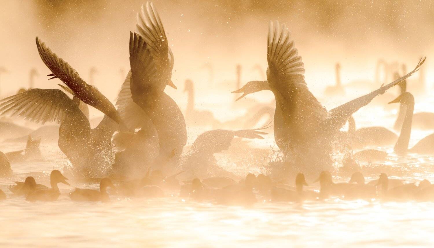 Алтай, лебеди, озеро, закат туман, Дмитрий Дубиковский