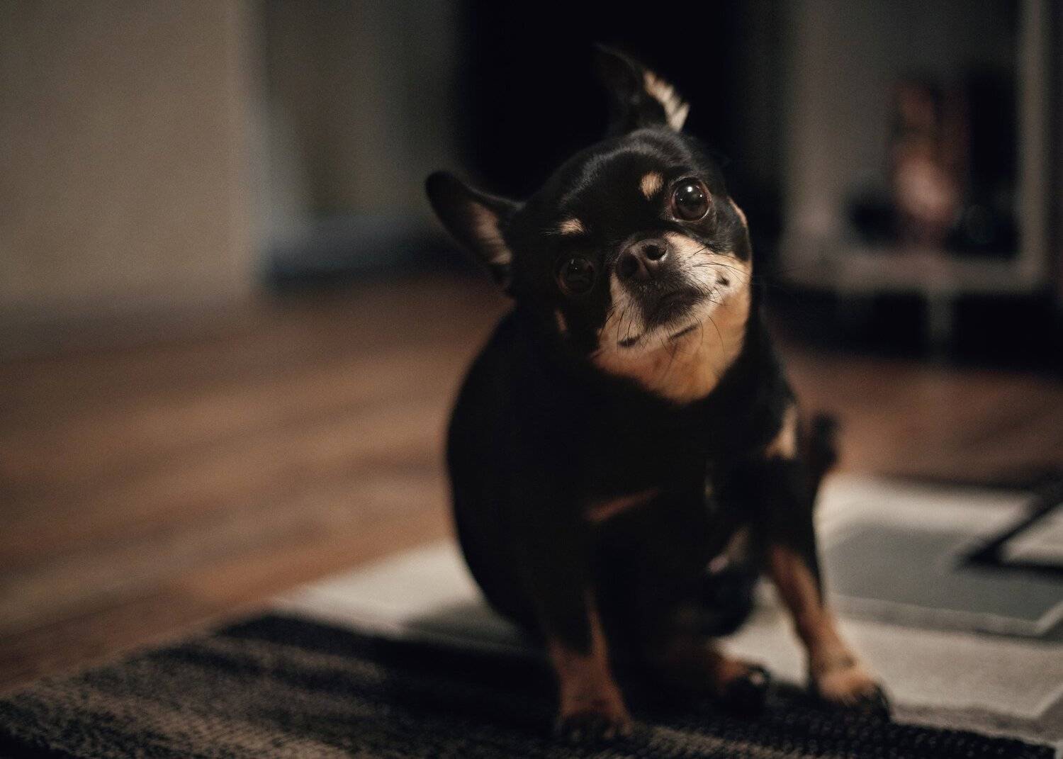 Взгляд, Друг человека, Собака, Чихуахуа, Цвелёв Дмитрий