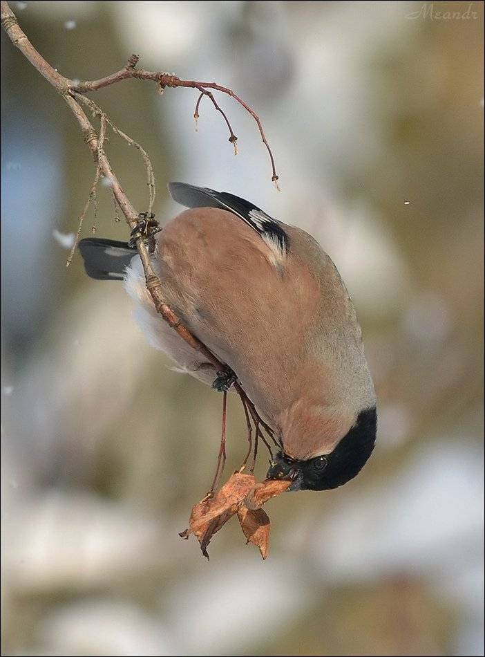 снегирь, Андрей Медведев