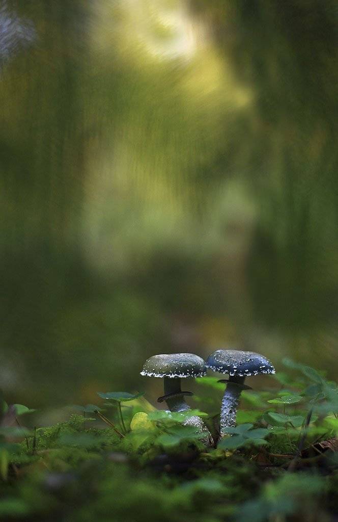 коричневый, одинарный, толстые,ноги, молодое,растение, макро, трава, мох, почвы, зеленые, желтые, листья, ветки, осень,лес, пейзаж, природа,разноцветные,торфяно-болотные,иглы, продукты питания, семена,, Виктор