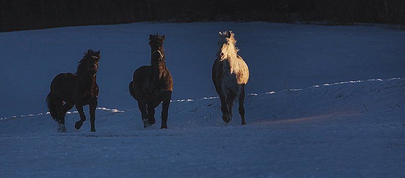 зима, снег, сугробы, лес, март, конь, лошадь, закат Русская тройка фото превью
