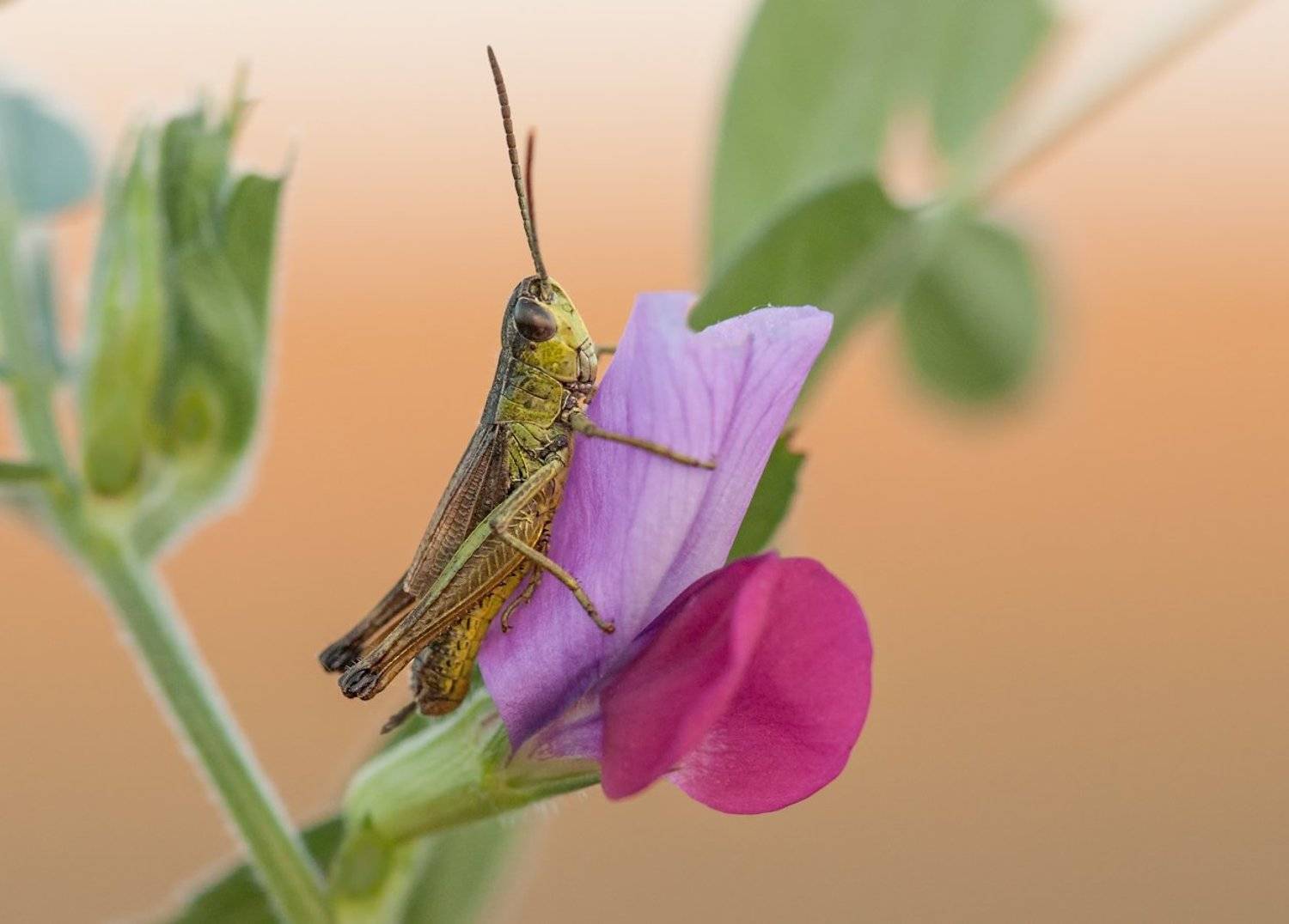 Кобылка, Саранча, Цветок, Олег Тыркин