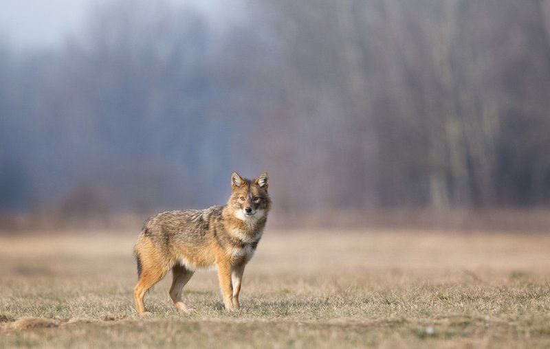 Canis aureus фото превью