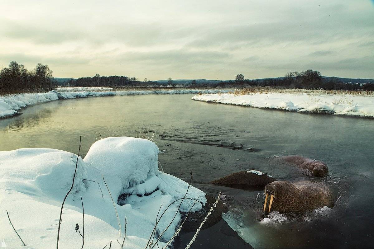 , Осипов Ёжъ Александр