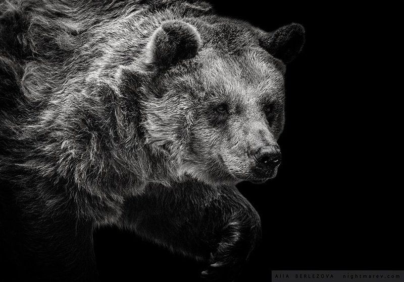 bear, black and white, медведь, черно-белое . фото превью
