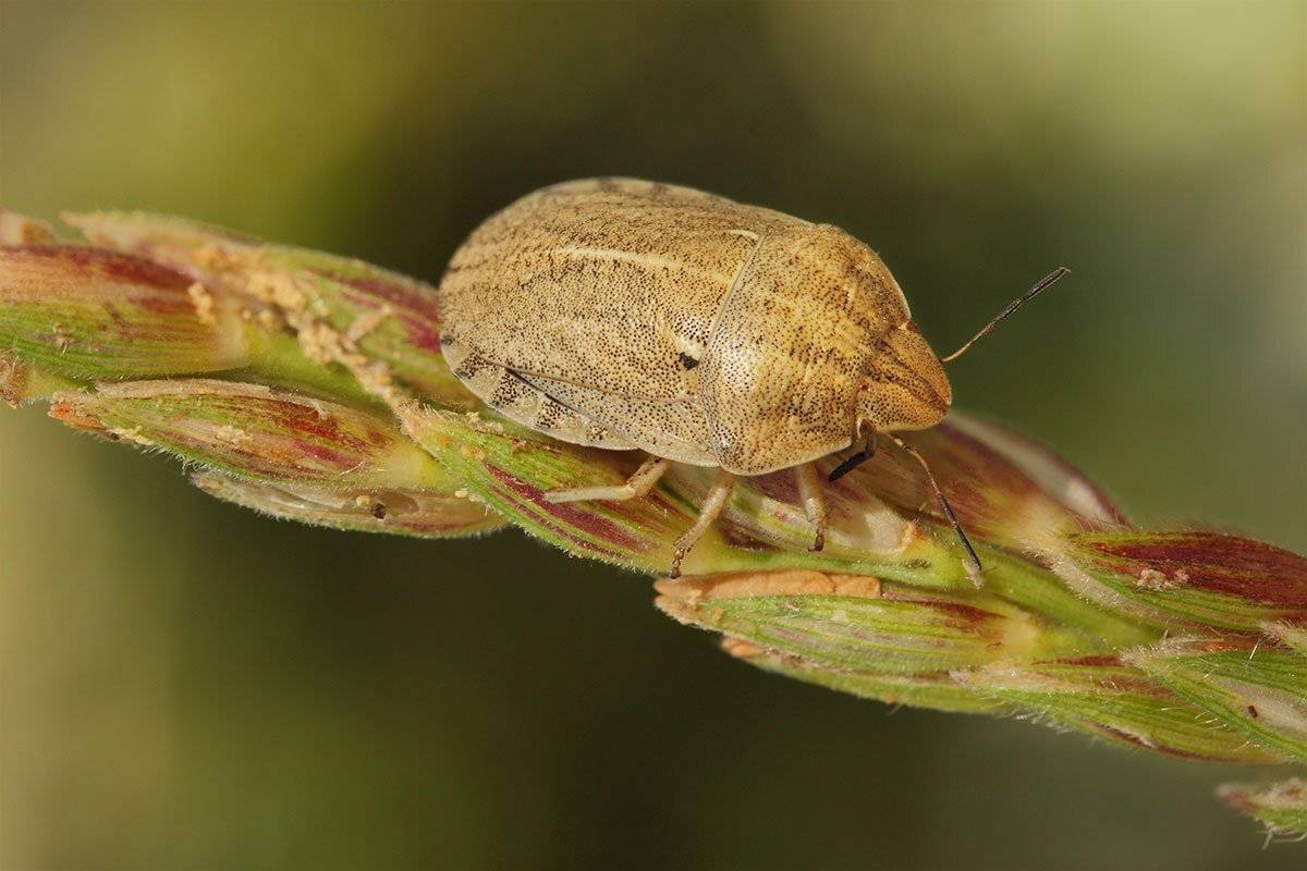 , Роман Рысь