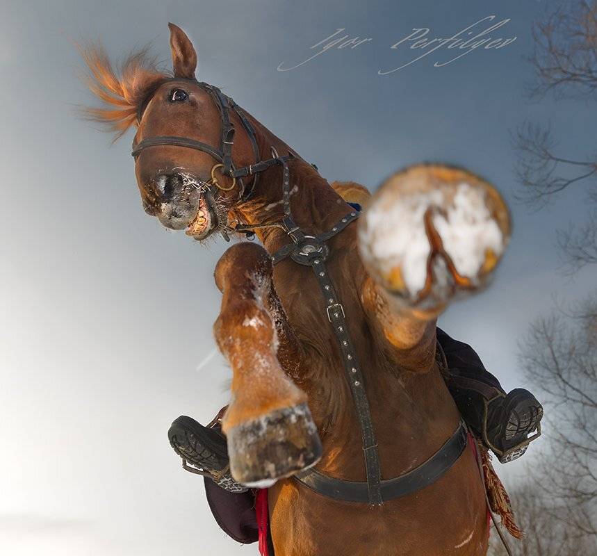 , игорь перфильев