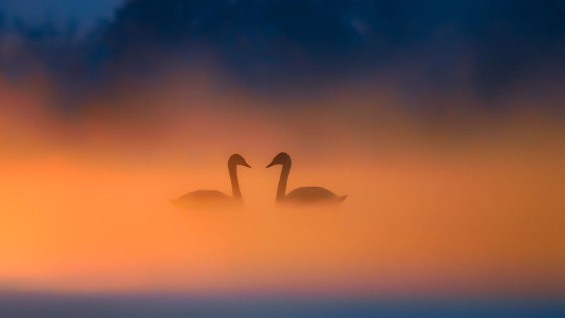 In Love фото превью