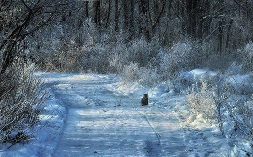 Когда холодно и мёрзнут лапы...