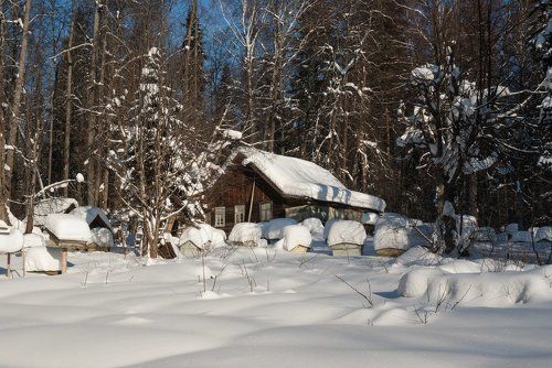Снежная пасека