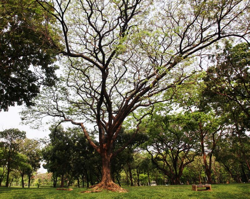 Деревья, Парки, Пейзаж, Природа, Тайланд Под кроной фото превью
