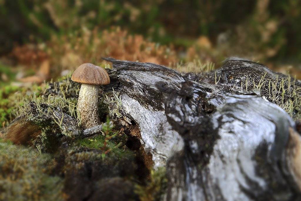 Гриб,коричневый,подберезовики, одинарный, толстые,ноги, молодое,растение, макро, трава, мох, почвы, зеленые, желтые, листья, ветки, осень,лес, пейзаж, природа,разноцветные,торфяно-болотные,иглы, продукты питания, семена,, Виктор
