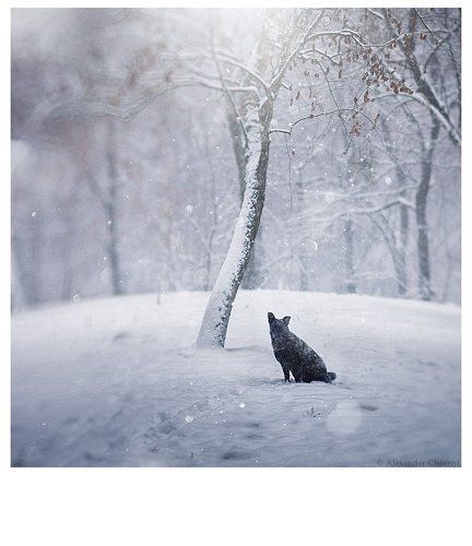 Снегом стать