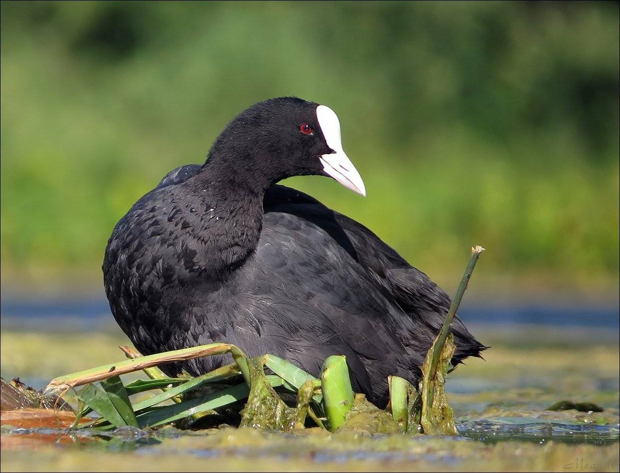 лысуха, Андрей Медведев