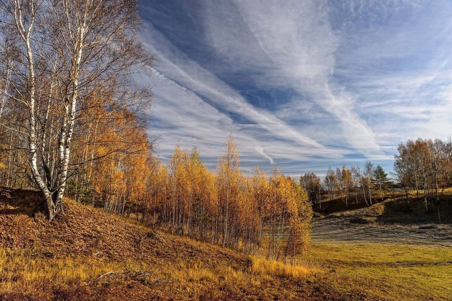 березы, деревья, золотая осень, золотые листья, красота, лес, небо, облака, октябрь, осенний пейзаж, осень, пейзаж, природа, россия,autumn,golden autumn,autumn landscape,birch,autumn forest, Юлия Лаптева