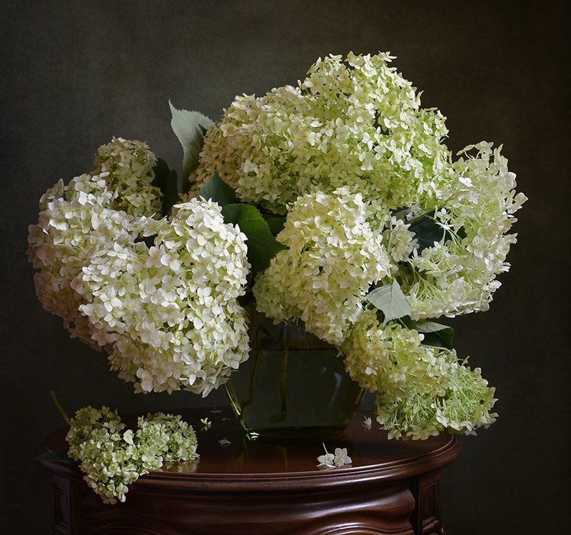 натюрморт, гортензия, цветы, букет Гортензия фото превью