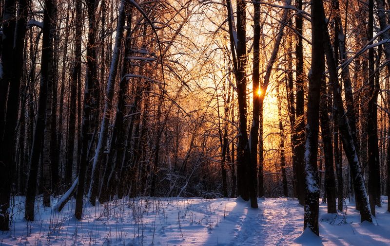 закат лес иней снег солнце и снег фото превью