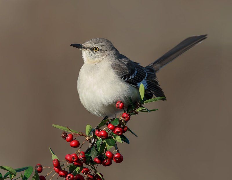 многоголосый пересмешник, northern mockingbird, пересмешник Многоголосый пересмешник - Northern Mockingbird фото превью