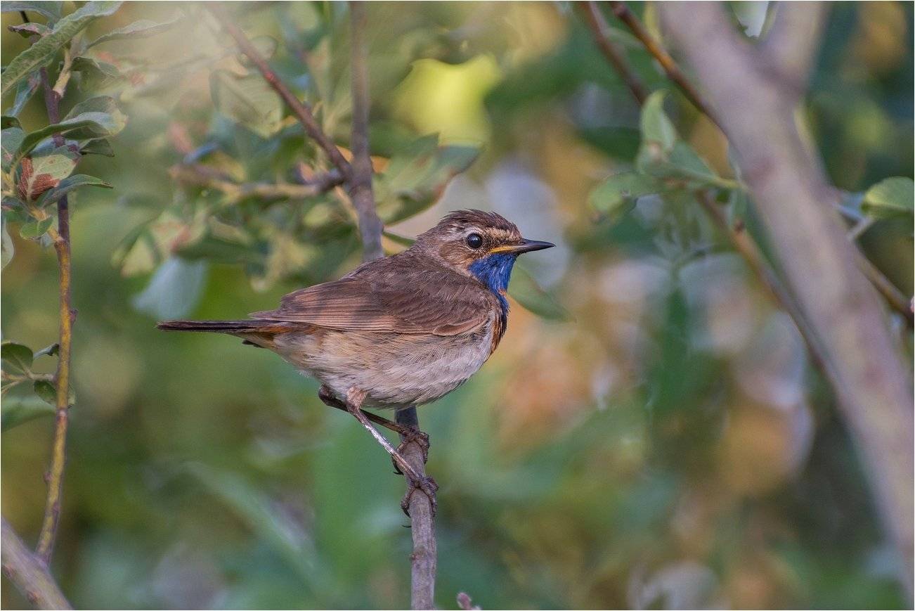 , Руслан Сигушин