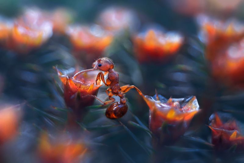 Миллион, миллион, миллион алых роз фото превью